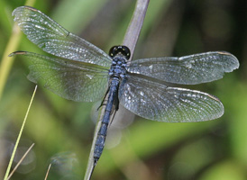 Seaside Dragonlet